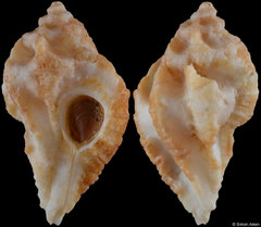 Maxwellia santarosana (California, USA, 27,3mm) F+ €22.00