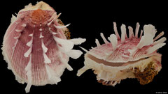 Spondylus clarksoni (Western Australia, 92,4mm)