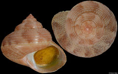 Calliostoma marisflavi (China, 18,5mm)