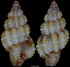 Lienardia sp. (Philippines, 3,9mm)