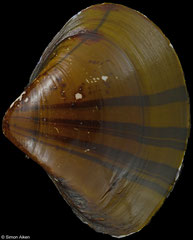 Galatea paradoxa (Nigeria, 66,6mm)