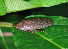 Cockroach (Blattodea sp.), Marau, Solomon Islands