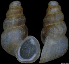 Plagigeyeria pseudocostellina (Bosnia-Herzegovina, 1,9mm) (paratype)