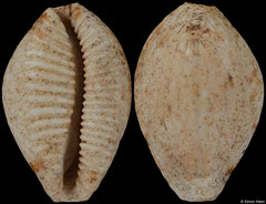 Projenneria lapugyensis (Romania, 20,3mm) Miocene fossil