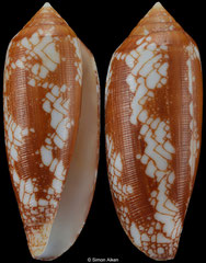Conus michelcharlesi (Madagascar, 57,9mm)