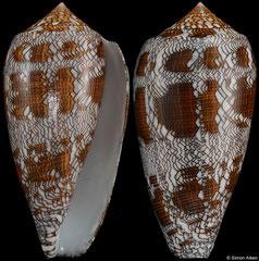 Conus textile (India, 87,2mm)