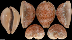 Cypraea broderipii (South Africa, 74,9mm)