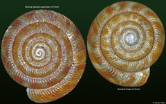 Discus rotundata (normal and sinistral freak) (England)