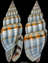 Vexillum praefulguratum (Philippines, 13,9mm)
