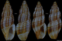 Agathotoma stellata (Pacific Mexico) F++ €3.00 (specimens for sale are 3-5mm and are of the same quality as the specimens illustrated)