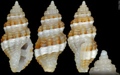 Hemilienardia calcicincta (Philippines, 6,2mm)