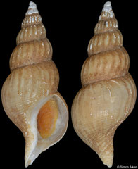 Plicifusus croceus (Japan, 38,3mm)