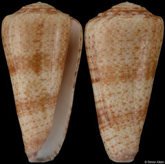 Conus imperialis 'queketti' (South Africa, 52,6mm) F++ €42.00