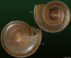 Aegista pseudotrochula (Laos, 14,1mm, 12,6mm) F+ €5.00 each for 12-13mm specimens / €7.00 each for 14-15mm specimens