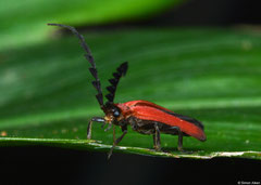 Net-winged beetle (Lycidae sp.), Ban Nase, Khammouane Province, Laos