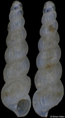 Graphis sp. (Pacific Mexico, 1,68mm)