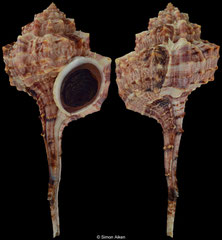 Haustellum barbieri (Madagascar, 107,7mm)