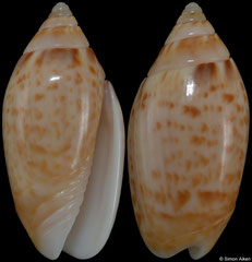 Felicioliva kaleontina (Pacific Panama, 23,5mm)