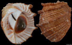 Tribulus planospira (Galápagos, 42,1mm)