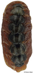 Acanthochitona sueurii (Tasmania, Australia, 11,8mm) F+/F++ €5.50 (specimens for sale are 11-12mm and are of the same quality as the specimen illustrated)