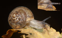 Ashfordia granulata (Mill Gill Force, Wensleydale, England)