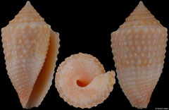 Conus henckesi (Brazil, 14,1mm)