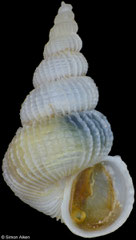 Epitonium crispatum (Philippines, 7,4mm)