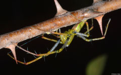 Malagasy green lynx spider (Peucetia madagascariensis), Ifaty-Mangily, Madagascar