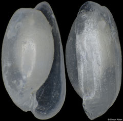 Aliculastrum exaratum (Pacific Mexico, 3,3mm)