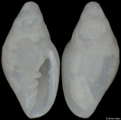 Dentimargo cruzmoralai (Caribbean Panama, 2,7mm)