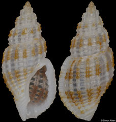 Pseudodaphnella tritonoides (Philippines, 8,5mm)