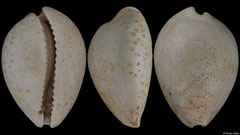 Cypraeorbis willcoxi (Florida, USA, 32,5mm) Burdigalian fossil