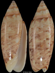 Oliva semmelinki (Philippines, 25,4mm)