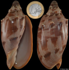 Cymbiola aulica (Philippines, 91,2mm dwarf)