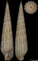Punctoterebra cf. nitida (Madagascar, 20,4mm)