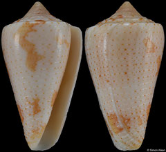 Conus caracanus (Venezuela, 38,6mm)