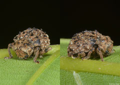 Skin beetle (Dermestidae sp.), Bokor Mountain, Cambodia