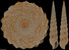 Terebra levantina (Philippines, 22,9mm)