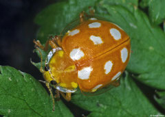 Orange ladybird (Halyzia sedecimguttata), North Wales, UK