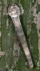 Bagworm moth (Psychidae sp.) larva, Forêt de Ikalalao, Île Sainte-Marie, Madagascar