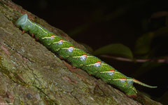 Hawk moth (Sphingidae sp.) larva, Fianarantsoa, Madagascar