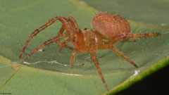 Orb-weaver (Araneidae sp.), Vohilava, Île Sainte-Marie, Madagascar