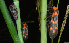 Froghopper (Cosmoscarta dimidiata), Bokor Mountain, Cambodia