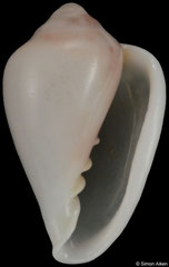 Alaginella kerochuta (South Africa, 9,4mm)