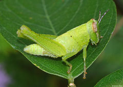 Grasshopper (Acridomorpha sp.) nymph, Veracruz, Panama