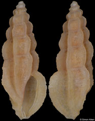 Pseudorhaphitoma sp. (South Africa, 6,6mm)