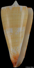 Conus maldivus (South Africa, 49,1mm)