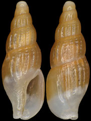 Aesopus foucheae (South Africa, 3,8mm)