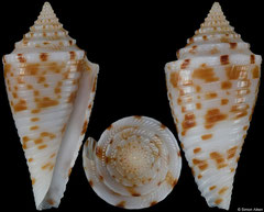 Conus gattegnoi (Philippines, 20,9mm)