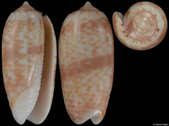 Oliva todosina (Madagascar, 25,4mm) F+++ €5.50 (specimens for sale are 22mm+ and are of the same quality as the specimen illustrated)
